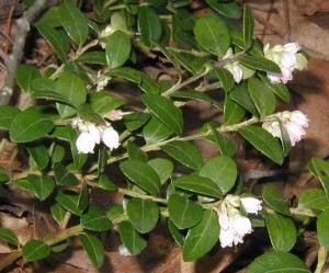 Evergreen oval leaves and white blooms of Box Huckleberry.