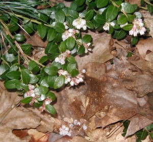 The oldest blooms have fallen away while others still flower.