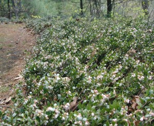 Mass blooming of box huckleberry plant.