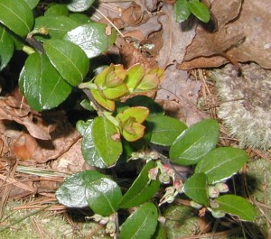 The Box Huckleberry propagates via growth of lateral shoots.