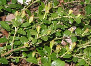 Lateral growth of new shoots of the box huckleberry.