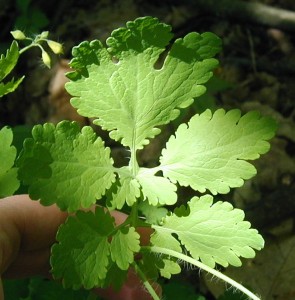 Shadows aside, it looks like a kid could have dreamed up this leaf!