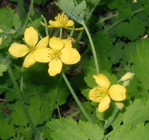 Yellow flowers and erect seed pods of celandine.