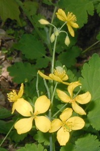 Seedpods forming on celandine