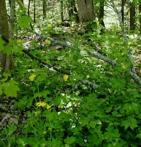 Several celandine plants at the edge of the woods.