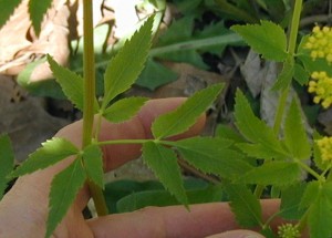 The triplicate leaflets of the compound leaf of Golden Alexanders.