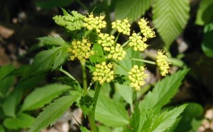 Umbels of Golden Alexanders flowers.