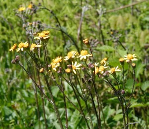 Golden ragwort blooming.