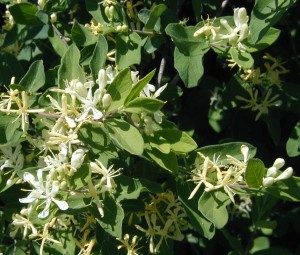 Blooms of the fly honeysuckle.