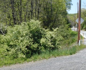 Fly honeysuckle shrub at the side of a road.