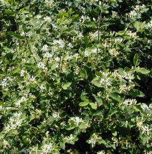 Flowers on a fly honeysuckle at the road side.