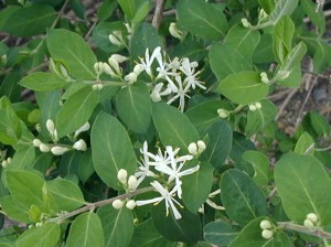 First flowers of a fly honeysuckle blooming.