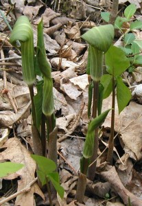 Jack-in-the-Pulpit leaves and flowers emerging from the ground.