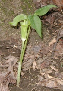Young Jack-in-the-Pulpit.