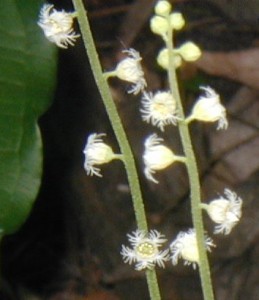 Tiny, snowflake-like flowers of miterwort.