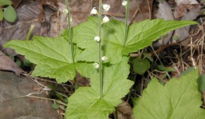 Stem leaves of miterwort are paired and joined at the base.
