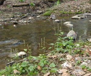 Miterwort flowers creekside.