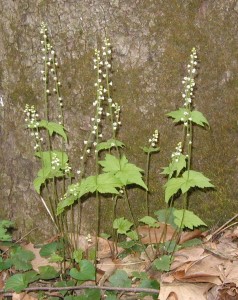 Big tree made a nice background for these miterwort.