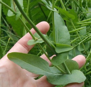 Ear lobes on leaves of field mustard.