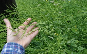 Field mustard plants heavy with green seed pods.