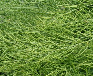 Long, skinny seed pods of field mustard.