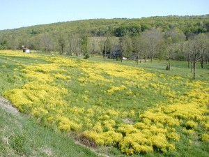 Yellow blossoms of mustard fill this open field.