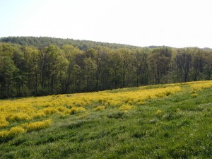 Mustards flowering in a fallow field.