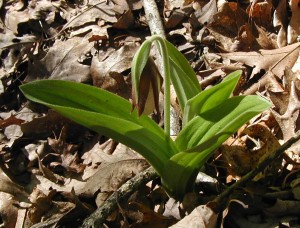 Flower of pink lady slippers.