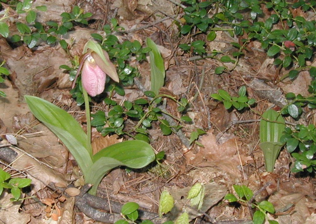 Pink Lady’s Slipper Moccasin Flower Blooming in Pennsylvania