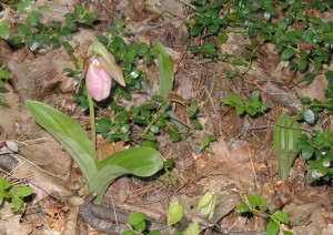 Pink flower or pouch of the Pink Lady's Slipper.