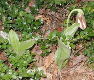 Pink Lady's Slipper young bloom and leaves.
