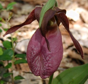 Pink Lady's Slipper pink pouch.