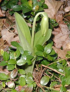 A young pink lady slipper orchid also known as the moccasin flower.