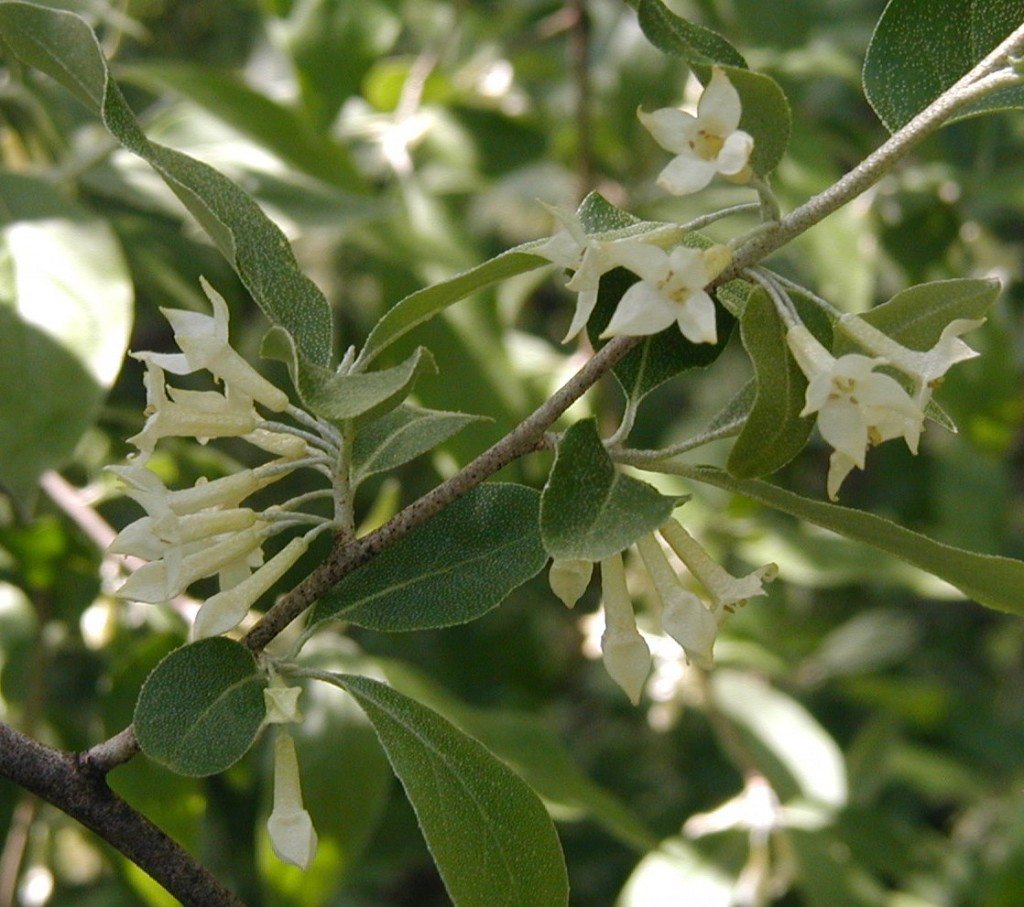 Privet Shrub Smells Like Spring