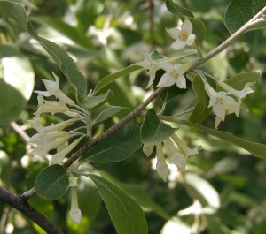 Trumpet-like four-pointed blooms of Privet.