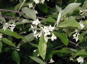 A branch of the privet hedge tree.