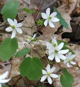Bright white flowers of rue anemone, the windflower.