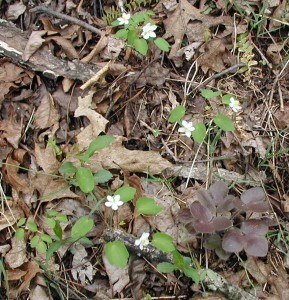 Rue anemone flowers and leaves on Middle Ridge Trail.