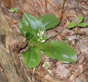 Two broad, linear-veined leaves of showy orchis shine in the sunlight.
