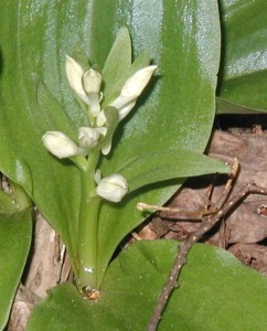 The single flower stem has a leafy bract for each flower.