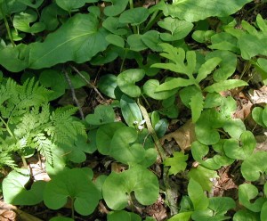 Another showy orchis hides among the wild ginger.