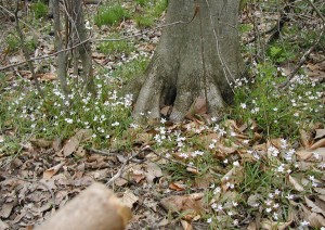 Group of spring beauties blooming at the base of a big tree.