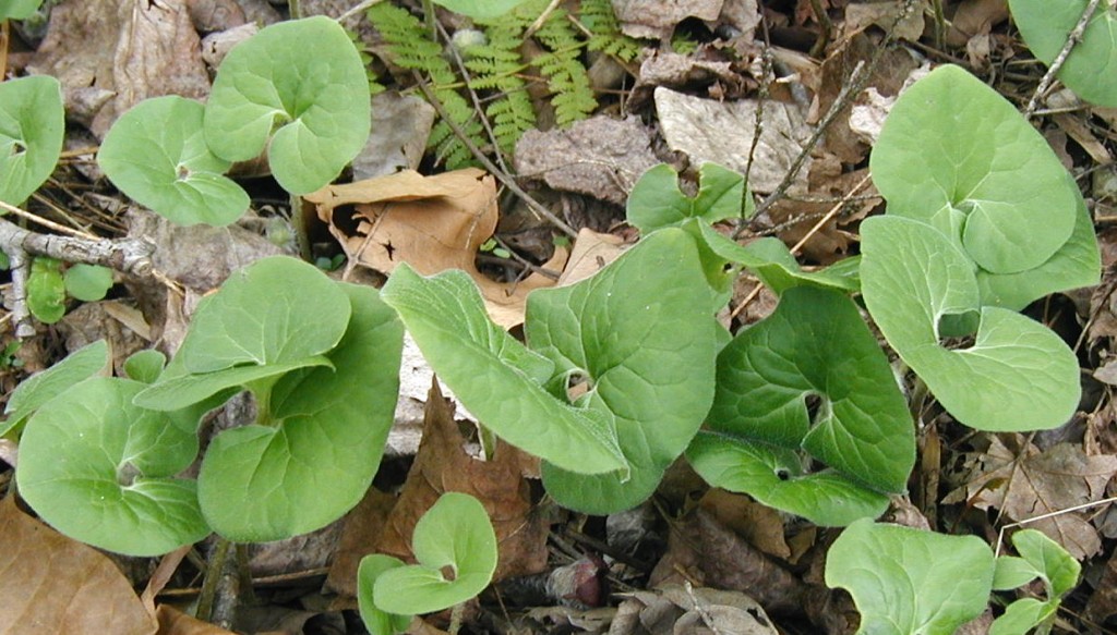 Wild Ginger Blossoms Touch the Earth – wildeherb.com