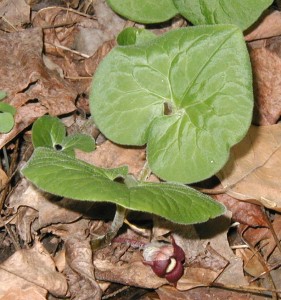 A pair of wild ginger leaves and one flower.