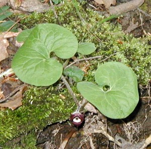 Wild ginger plant growing at the edge of a creek.