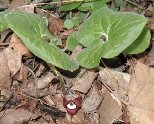 Front view of wild ginger flower.