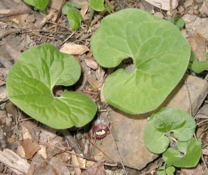 Note the soft hairs all over the leaves of wild ginger.