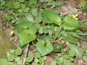 Top-side view of the Downy Yellow Violet.