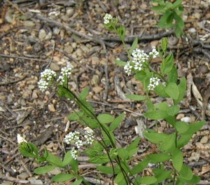 Flowering Star Toadflax.