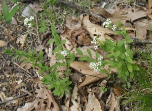 Bastard toadflax, the woodland plant with a funny name.